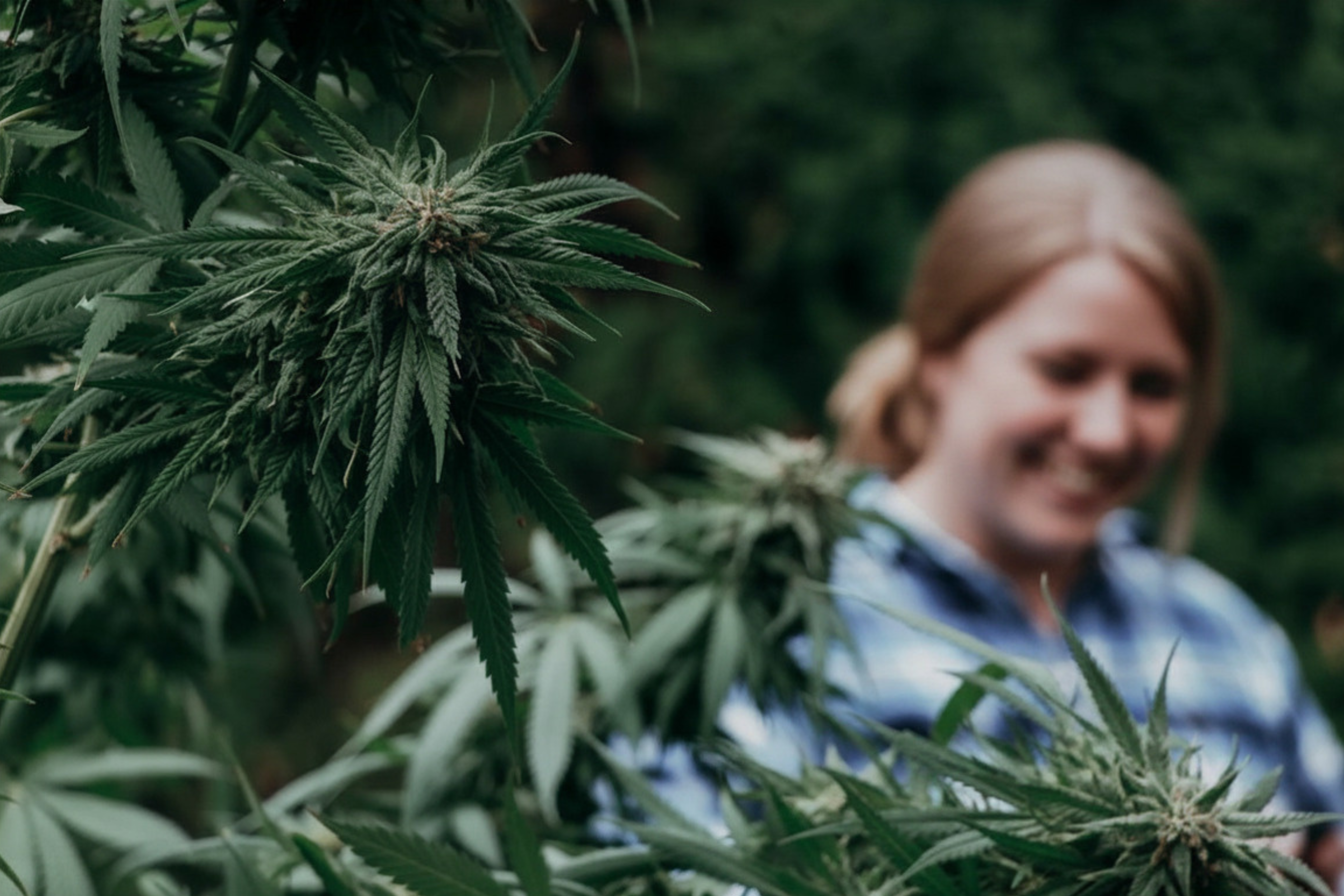 focus shot on cannabis leaves with a smiling woman in the backdrop, representing THC effects on mood