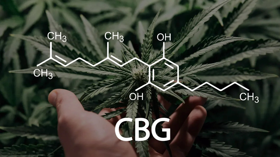 What is CBG - Your Guide to This Rare and Relaxing Cannabis Compound
