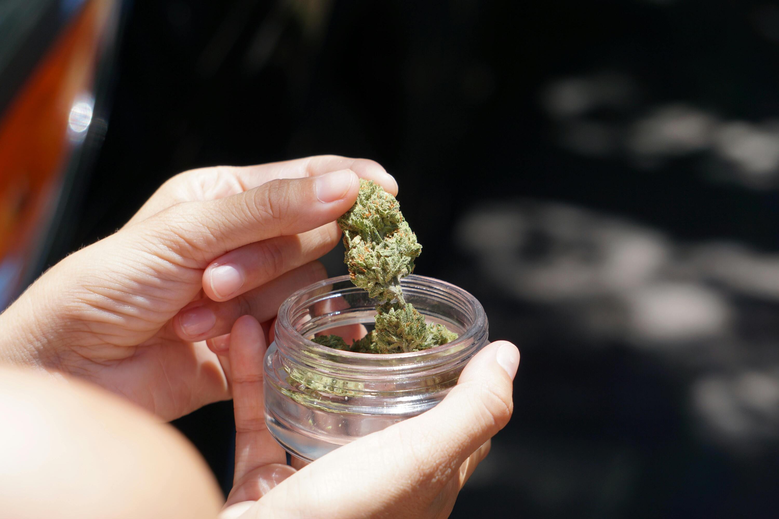 close-up shot of a person’s hand taking cannabis flowers out of a small transparent container